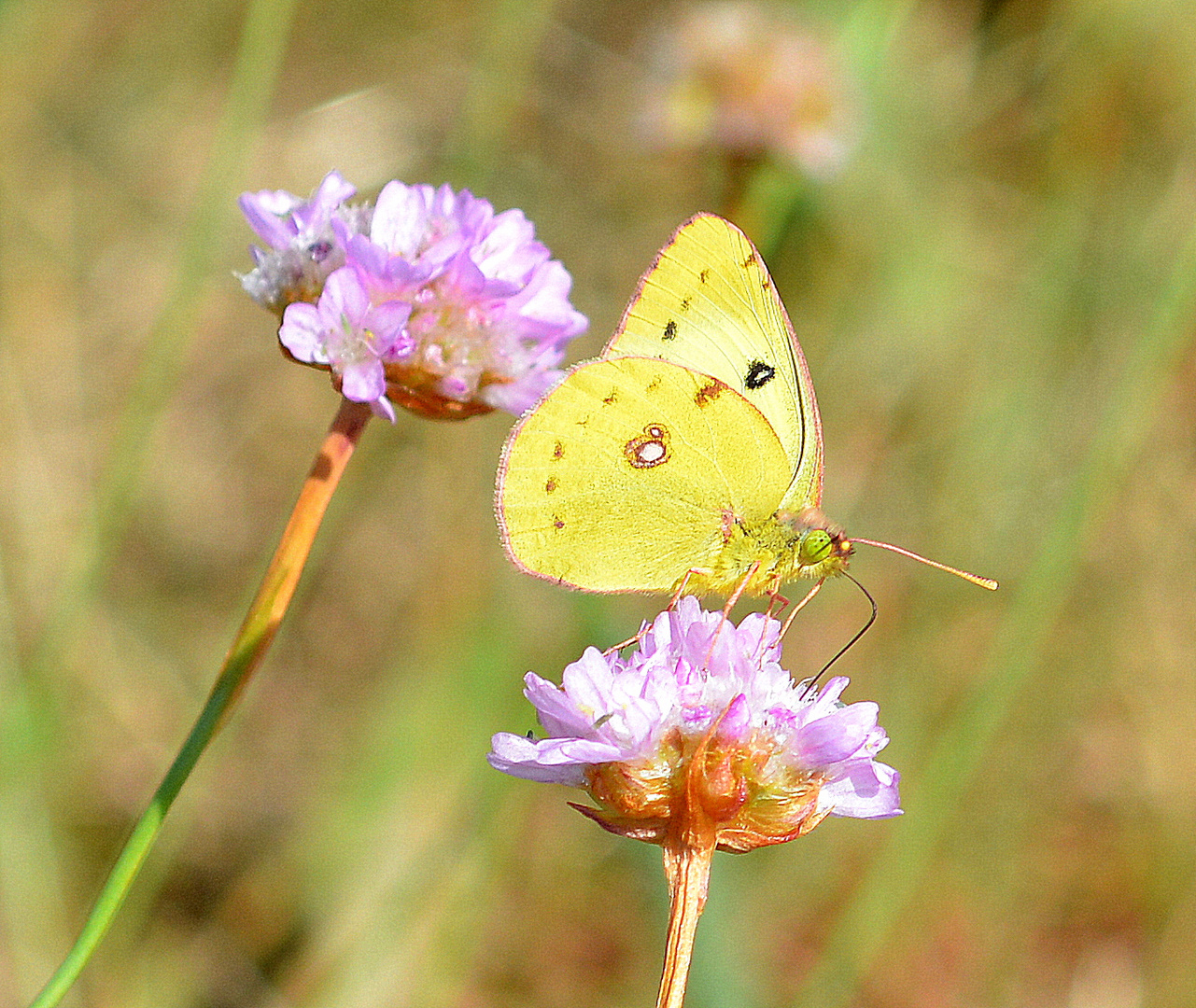 goldene acht