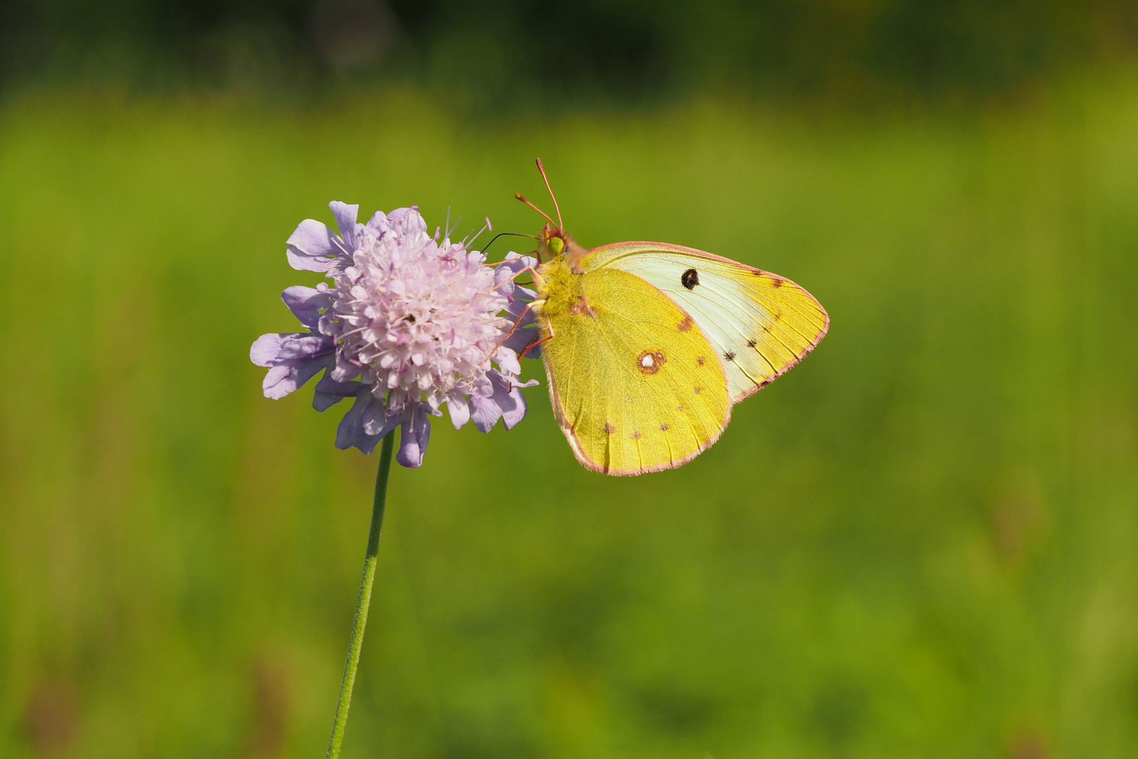 Goldene Acht