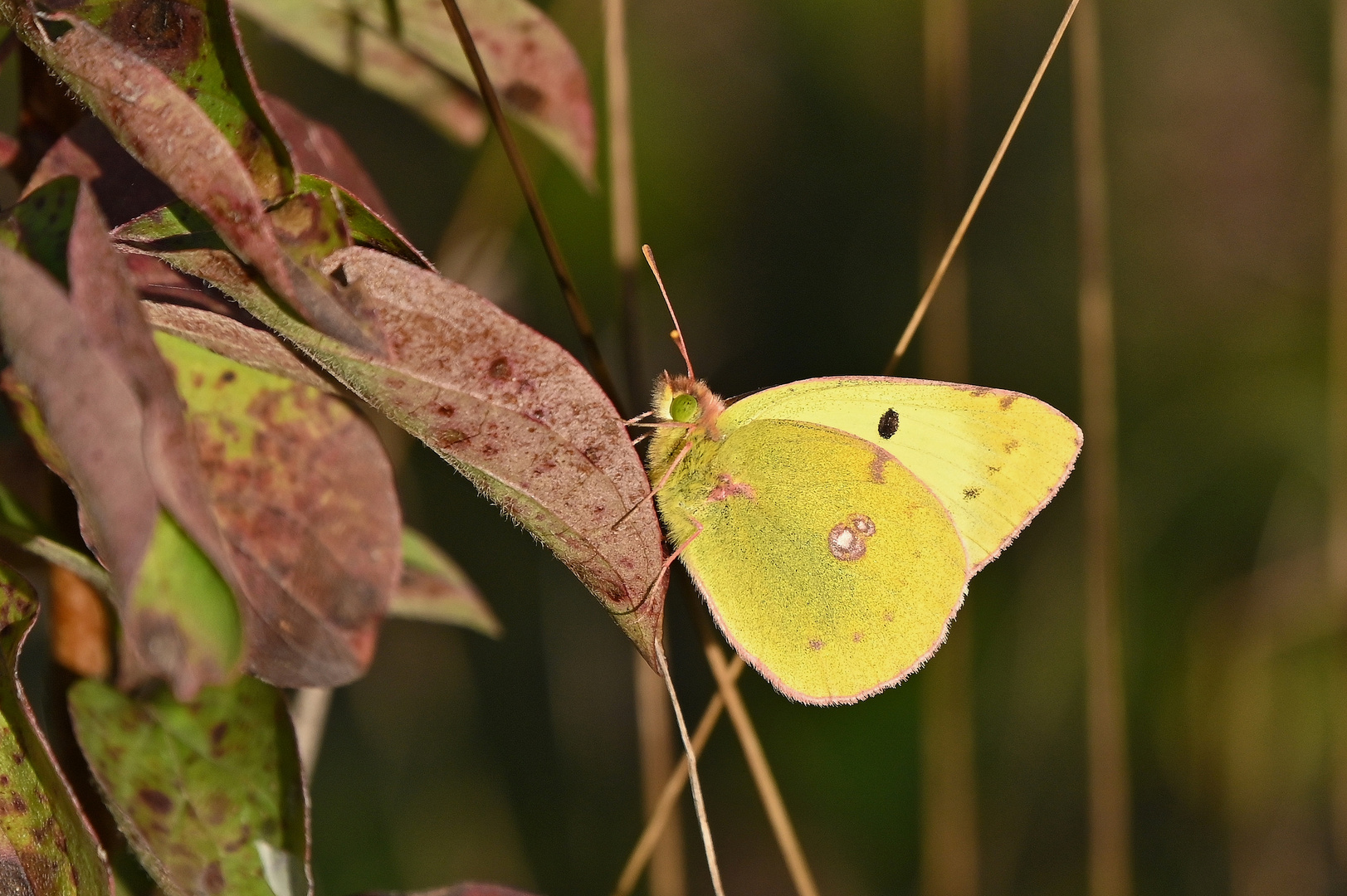 Goldene Acht