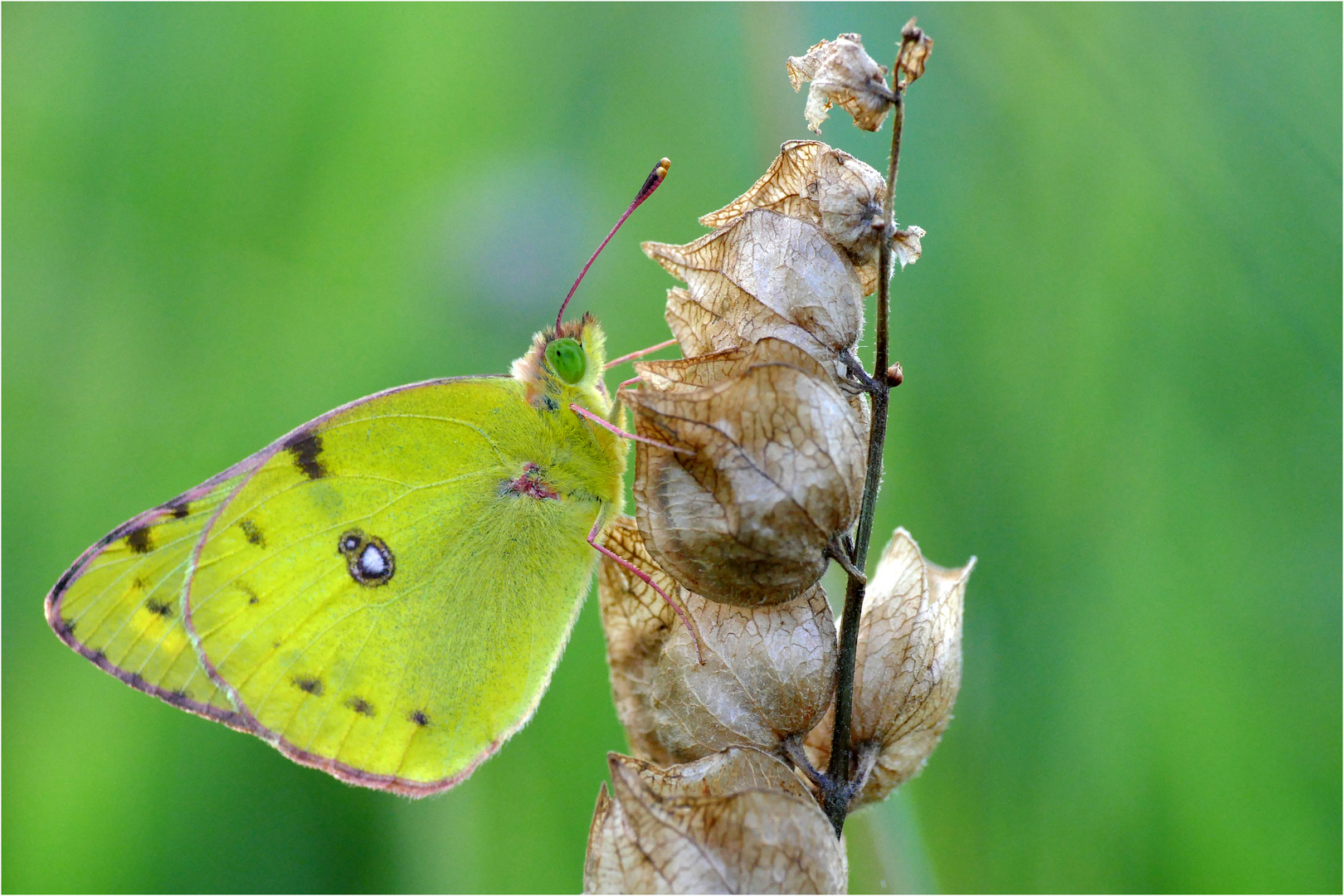 Goldene Acht