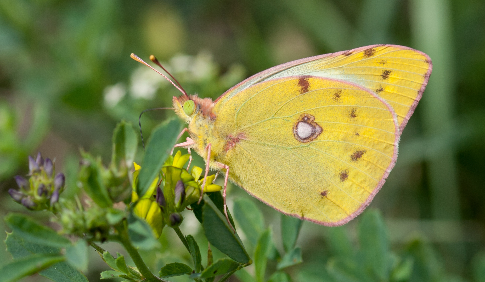 Goldene Acht beim Nektar schlürfen