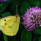 Goldene Acht (Colias alfacariensis/hyale)
