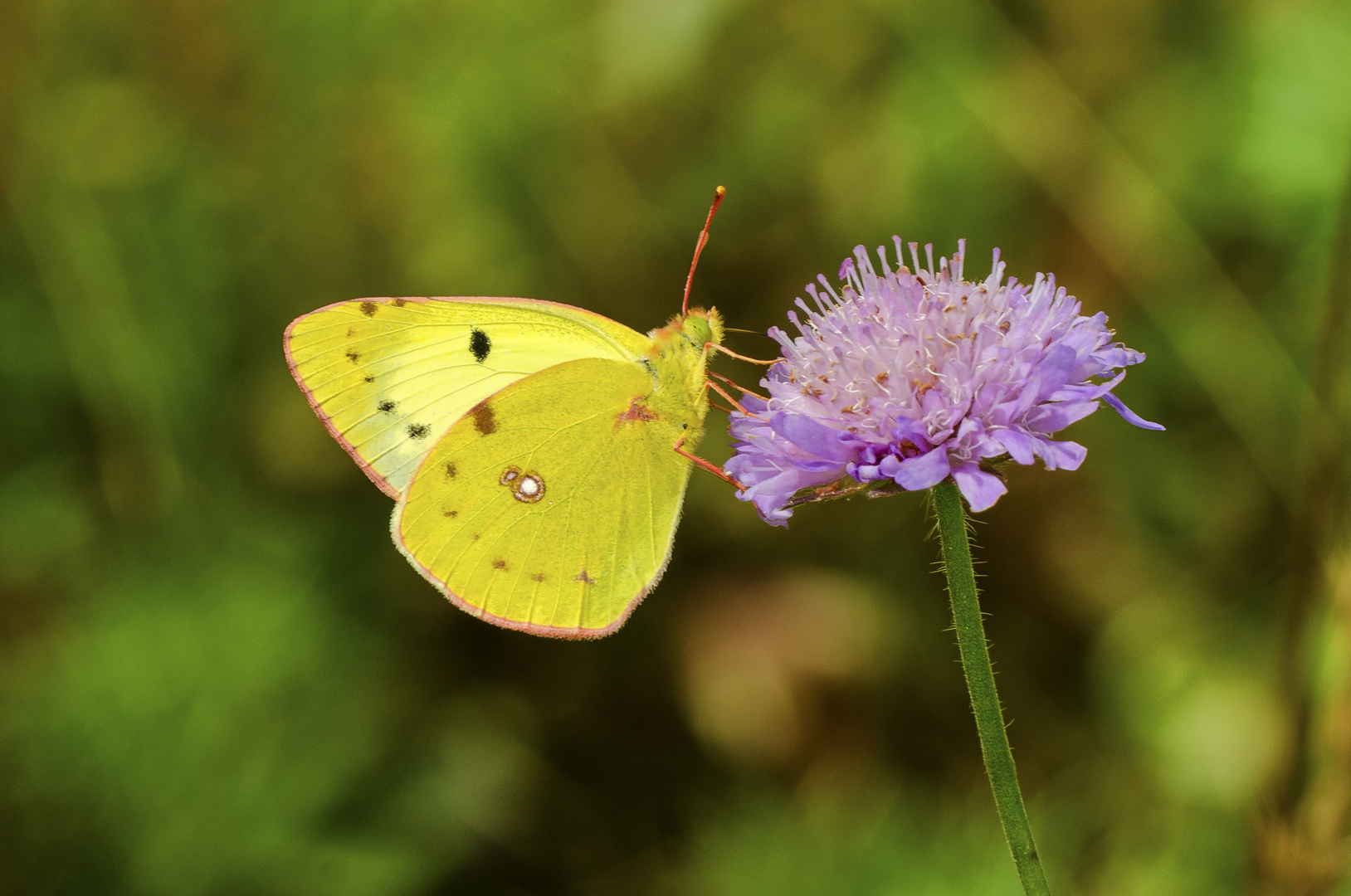 Goldene Acht (Colias alfacariensis/hyale)