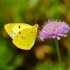 Goldene Acht (Colias alfacariensis/hyale)