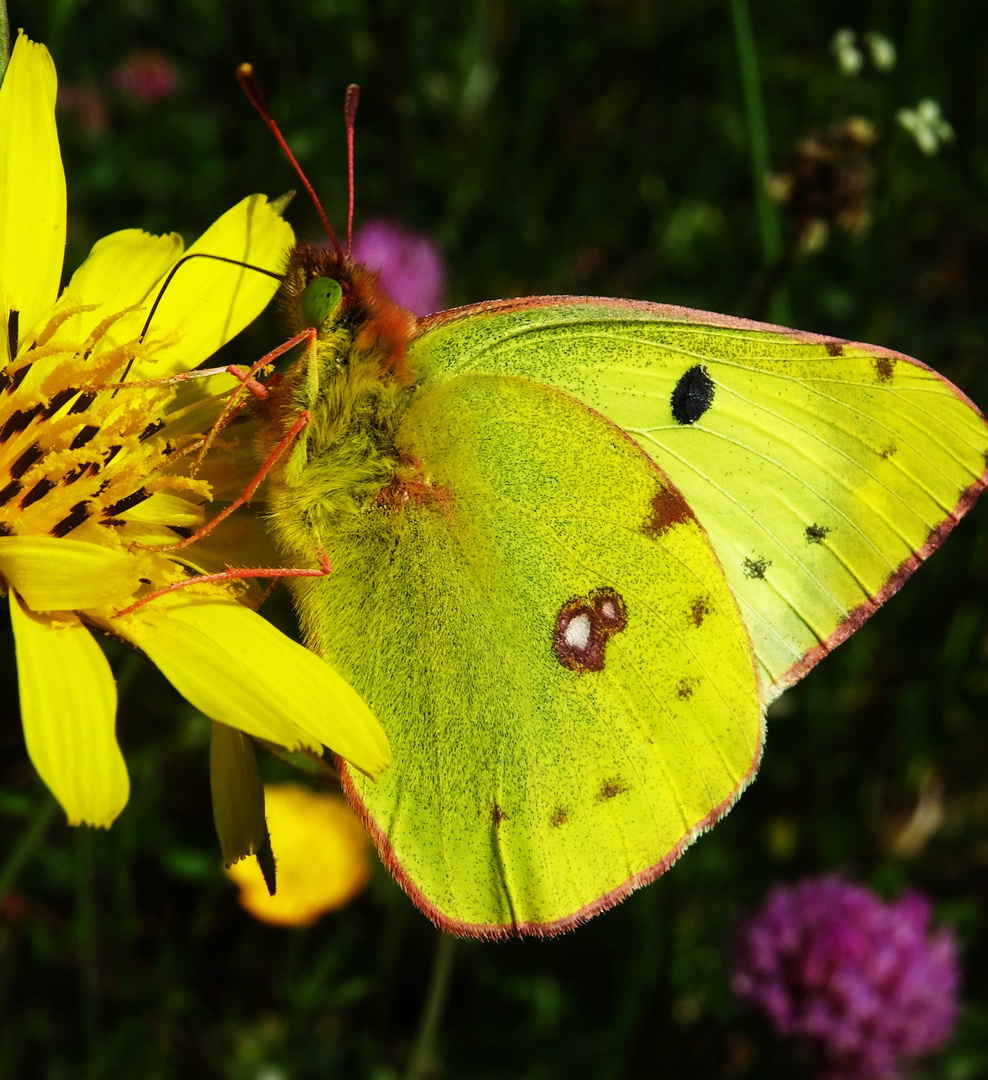 Goldene Acht (Colias hyale)