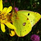 Goldene Acht (Colias hyale)