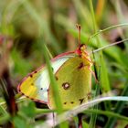 Goldene Acht (Colias hyale)