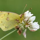 Goldene Acht  (Colias hyale)