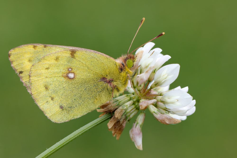 Goldene Acht  (Colias hyale)