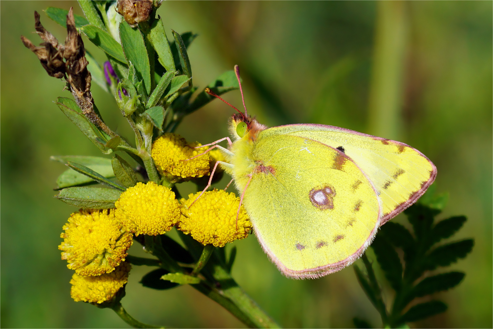 Goldene Acht - Colias hyale 