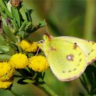 Goldene Acht - Colias hyale 