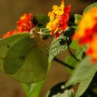 Goldene Acht (Colias hyale)