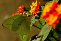 Goldene Acht (Colias hyale)