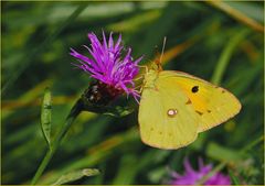 Goldene Acht -Colias hyale