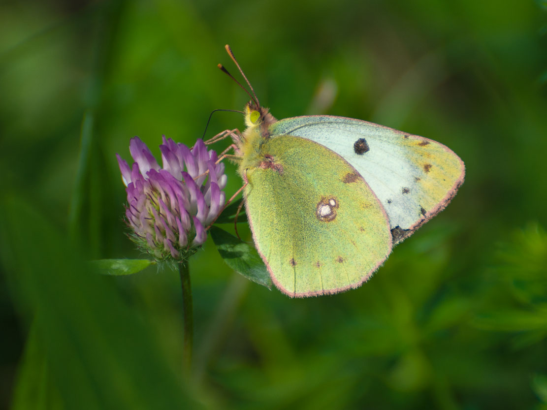 Goldene Acht (Colias hyale)