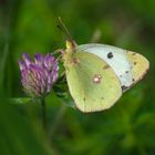 Goldene Acht (Colias hyale)