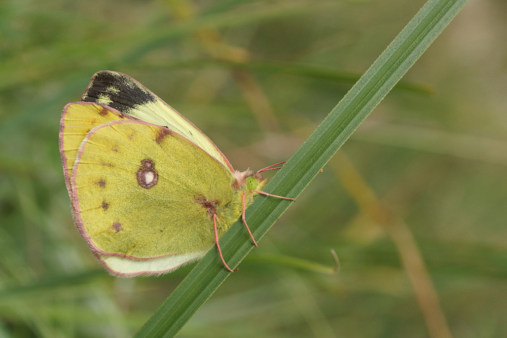 Goldene Acht (Colias hyale) ..