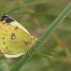 Goldene Acht (Colias hyale) ..