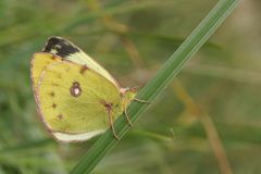 Goldene Acht (Colias hyale) ..