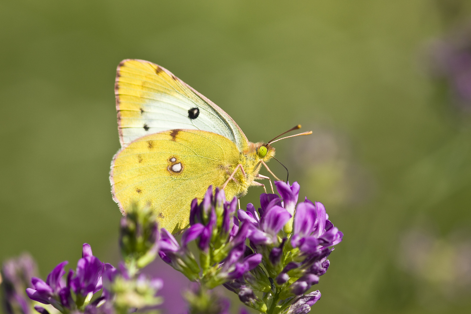 Goldene Acht (Colias hyale)