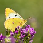 Goldene Acht (Colias hyale)