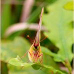 Goldene Acht (Colias hyale)...