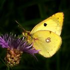 Goldene Acht (Colias hyale)