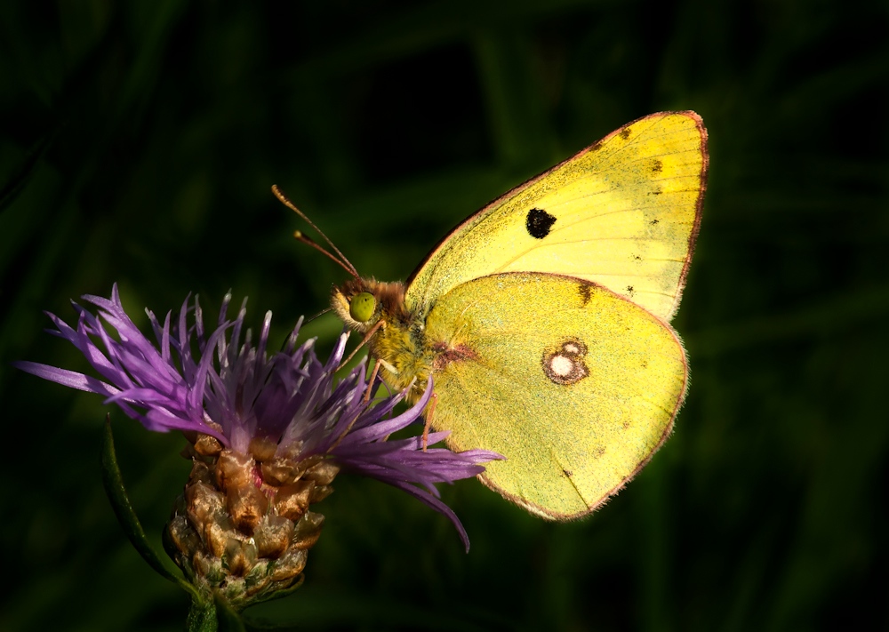 Goldene Acht (Colias hyale)