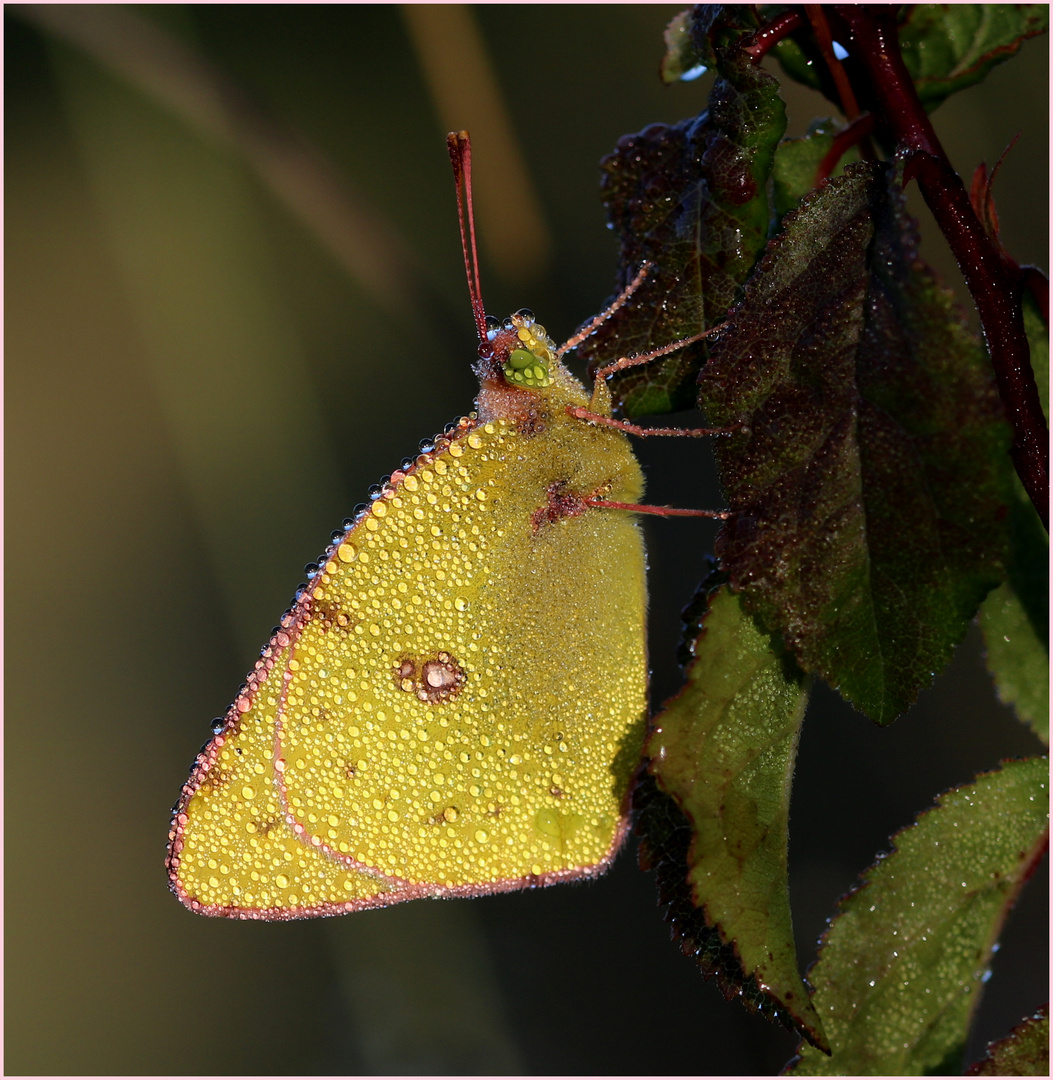 Goldene Acht (Colias hyale).