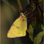 Goldene Acht (Colias hyale).