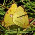 goldene Acht (Colias hyale)