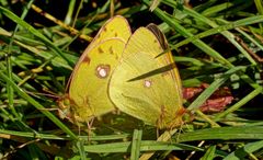 goldene Acht (Colias hyale)