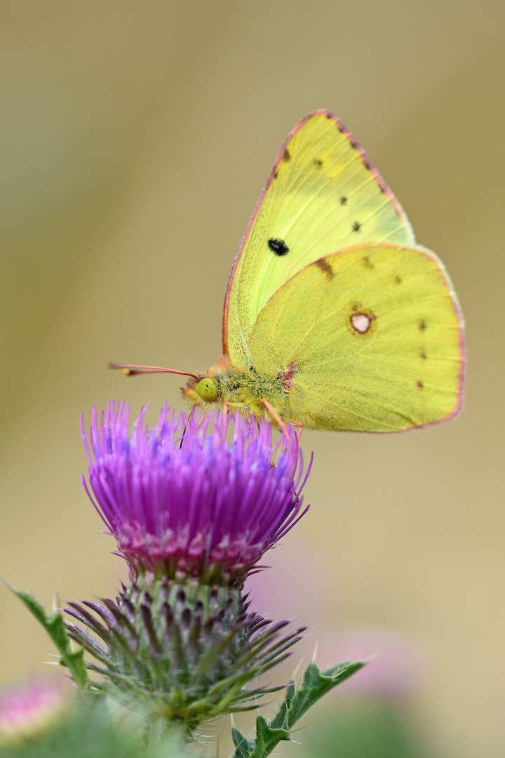 Goldene Acht (Colias hyale)