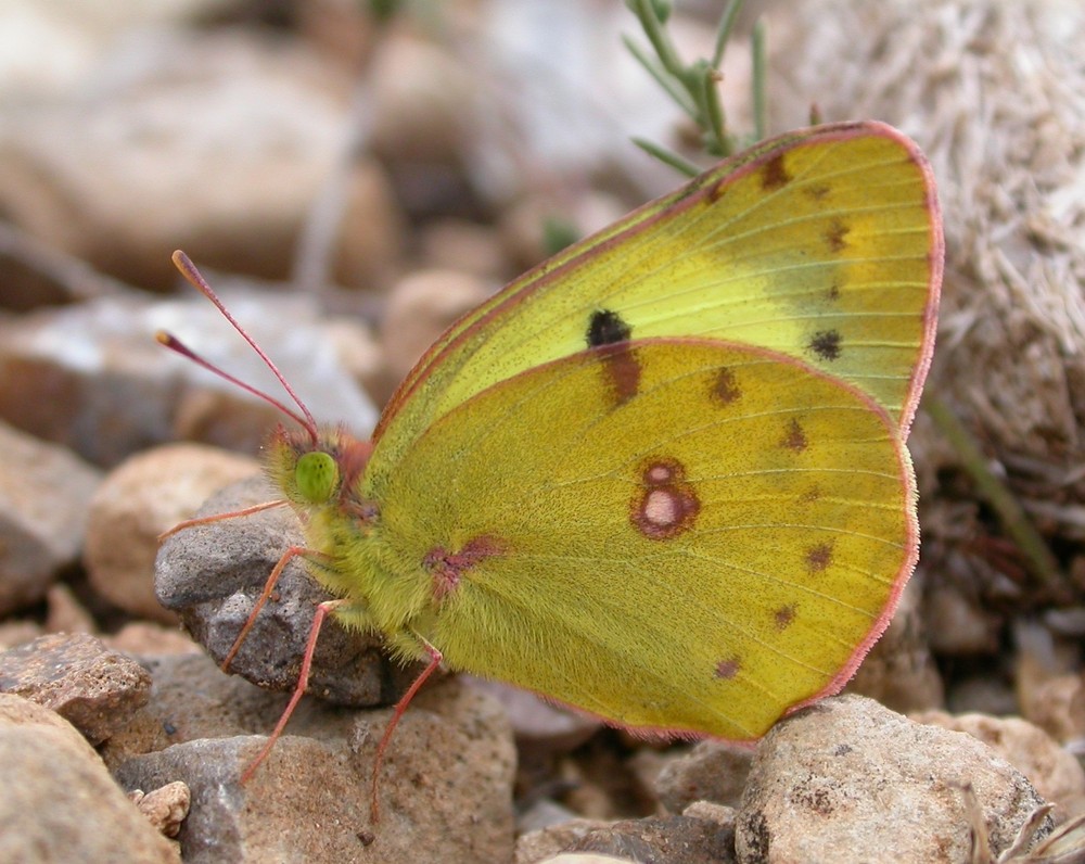 Goldene Acht [Colias hyale]