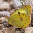 Goldene Acht [Colias hyale]