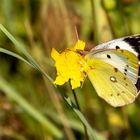 Goldene Acht ( Colias hyale )