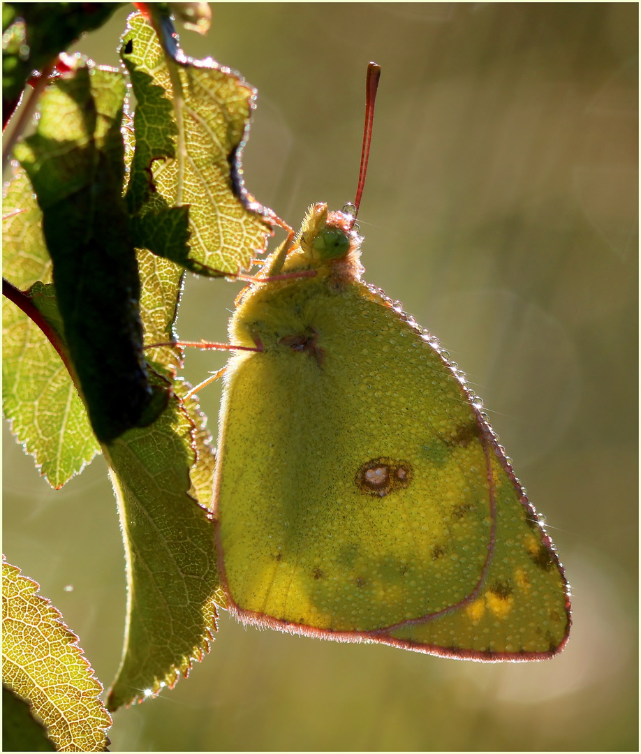 Goldene Acht (Colias hyale)...