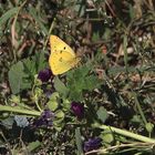 Goldene Acht (Colias hyale)