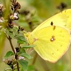 Goldene Acht - Colias hyale