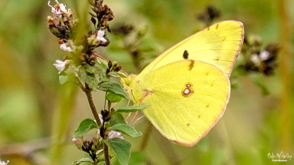 Goldene Acht - Colias hyale