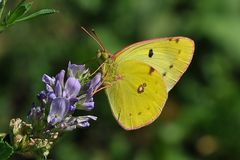 Goldene Acht - (Colias hyale)