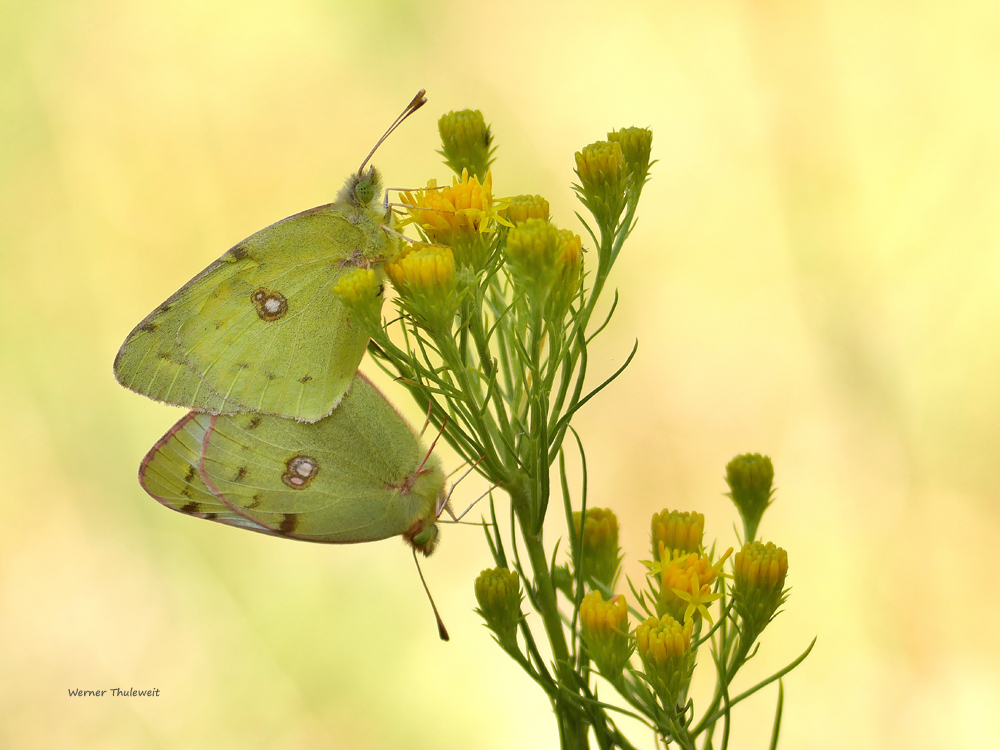 Goldene Acht, Colias hyale