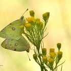 Goldene Acht, Colias hyale