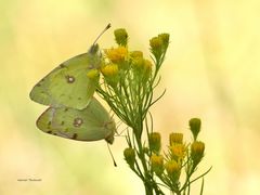 Goldene Acht, Colias hyale