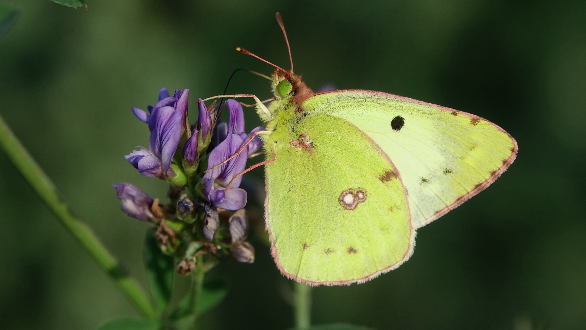 Goldene Acht (Colias hyale)