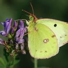 Goldene Acht (Colias hyale)