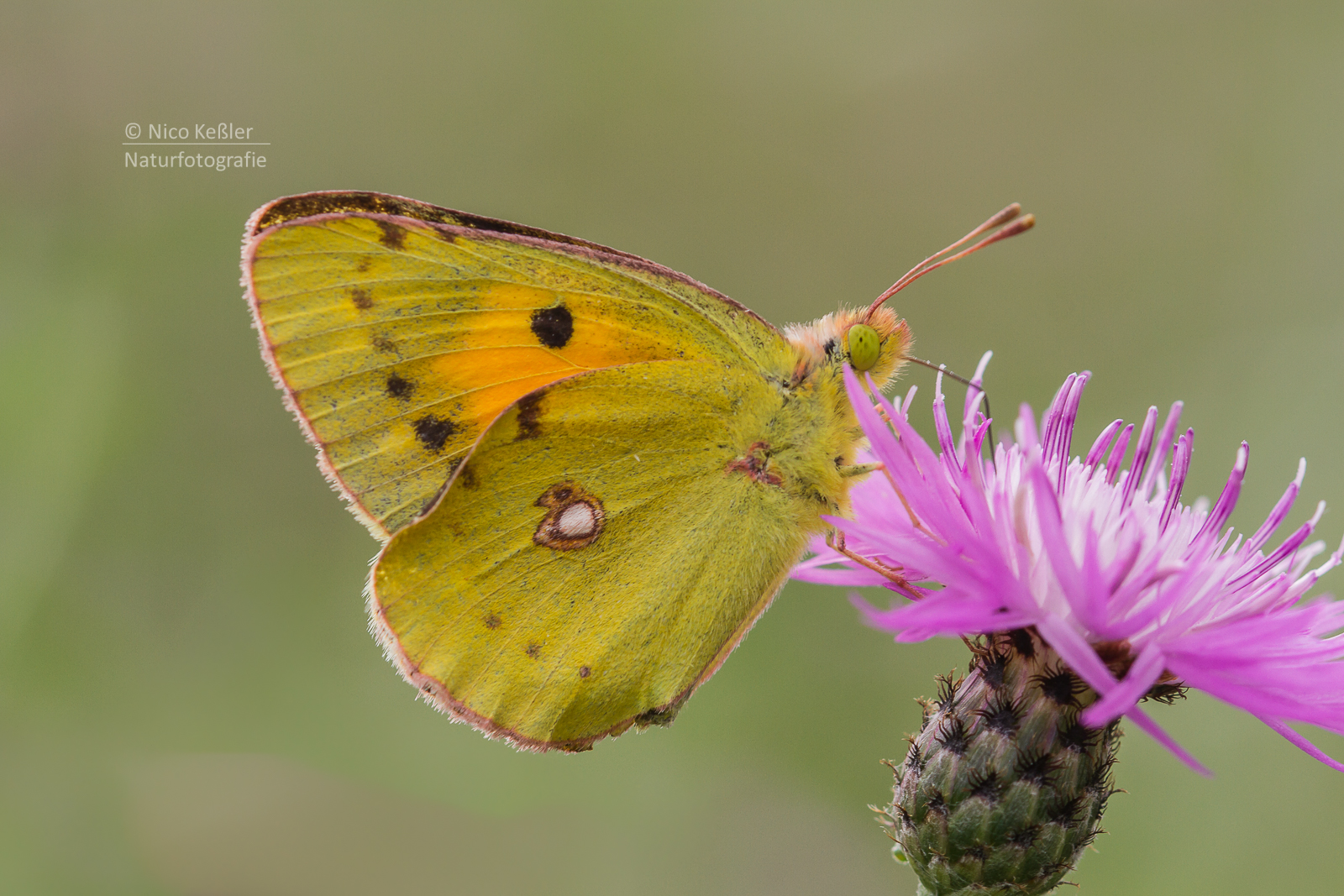 Goldene Acht (Colias hyale)