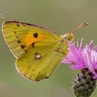 Goldene Acht (Colias hyale)