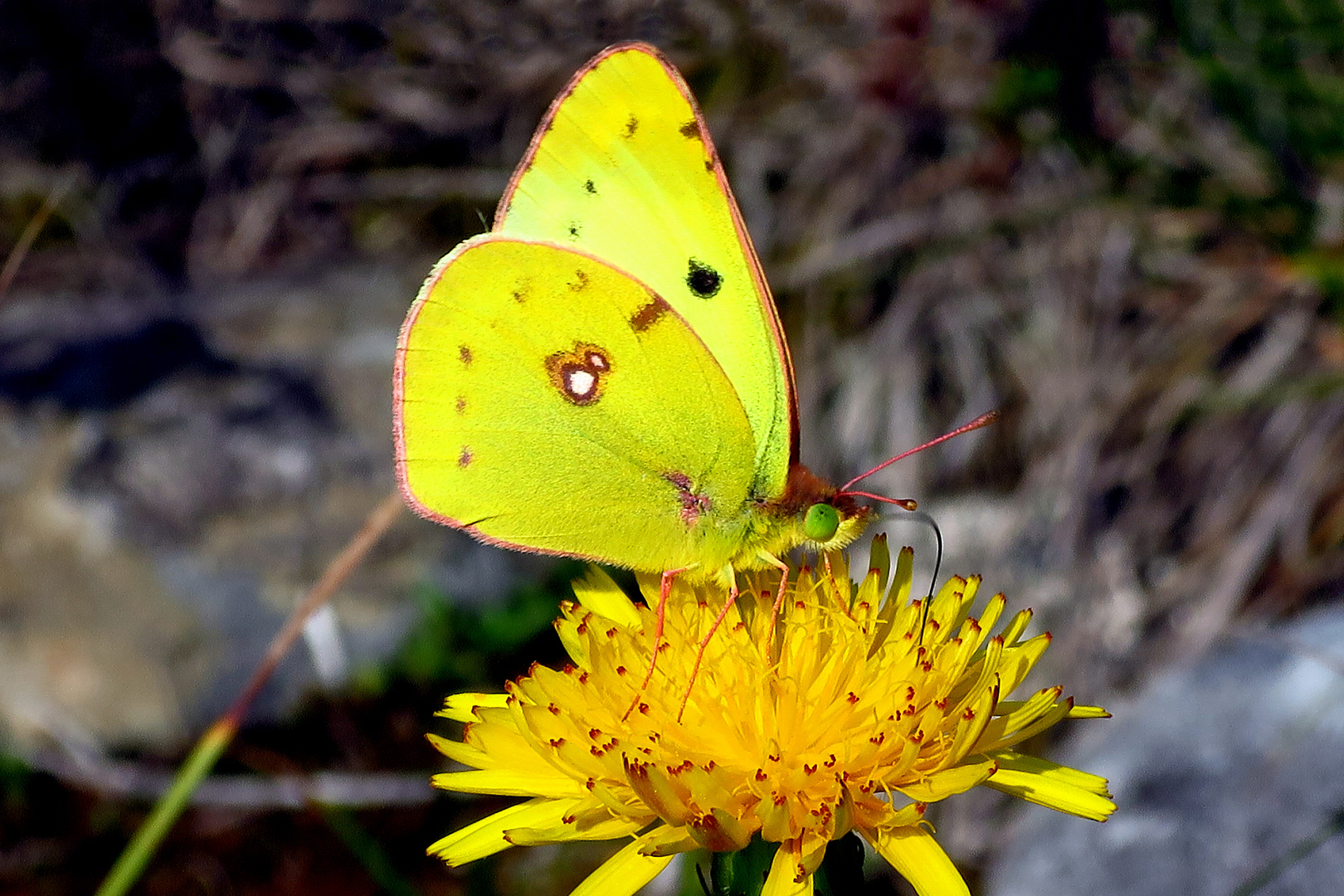 Goldene Acht (Colias hyale)