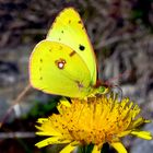 Goldene Acht (Colias hyale)